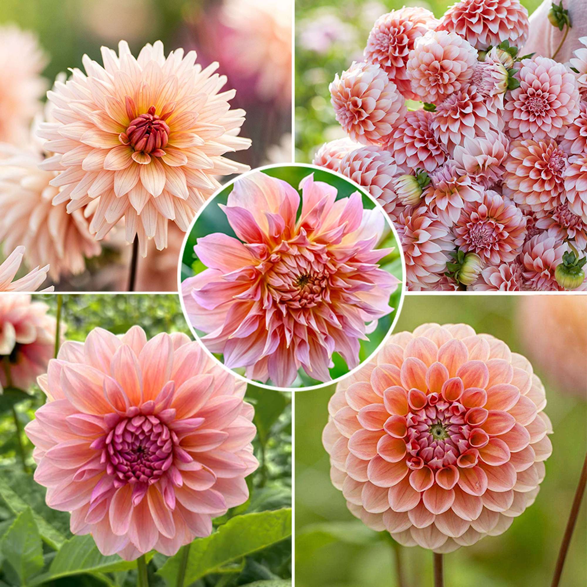 Dahliamix 'Peachy Coral'